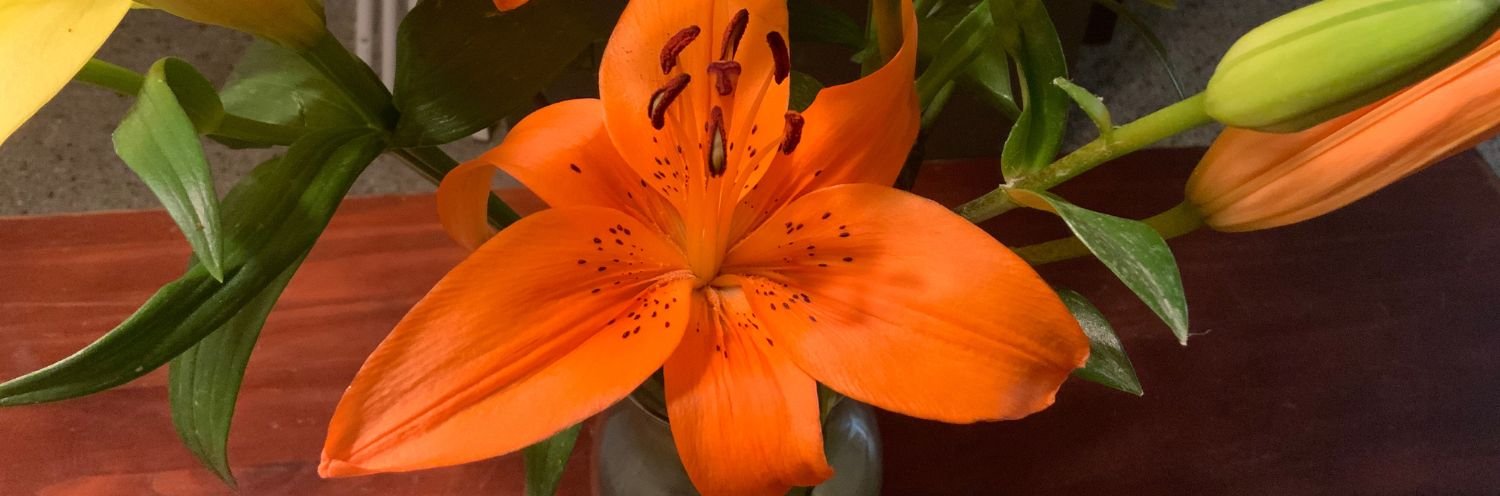 Eve Collections Eve Collections